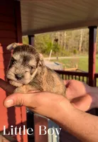 Little Boy , a male Miniature Schnauzer for sale in Leitchfield, KY – Photo 2 of 5