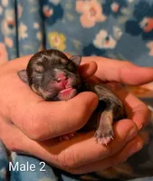 Male 2, a male Miniature Schnauzer for sale in Leitchfield, KY – Photo 2 of 2