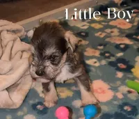 Little Boy , a male Miniature Schnauzer for sale in Leitchfield, KY – Photo 5 of 5