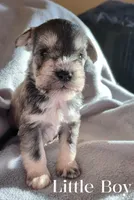 Little Boy , a male Miniature Schnauzer for sale in Leitchfield, KY – Photo 3 of 5