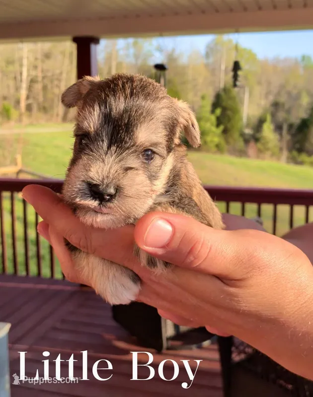 Little Boy  – Miniature Schnauzer puppy for sale in Leitchfield, KY