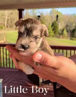Little Boy , a male Miniature Schnauzer for sale in Leitchfield, KY – Photo 1 of 5