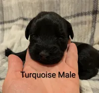 Turquoise, a male Giant Schnauzer for sale in Leitchfield, KY – 6 of 8