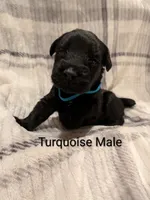 Turquoise, a male Giant Schnauzer for sale in Leitchfield, KY – 4 of 8