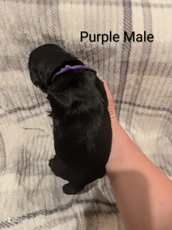 Purple  – Giant Schnauzer puppy on hold in Leitchfield, KY