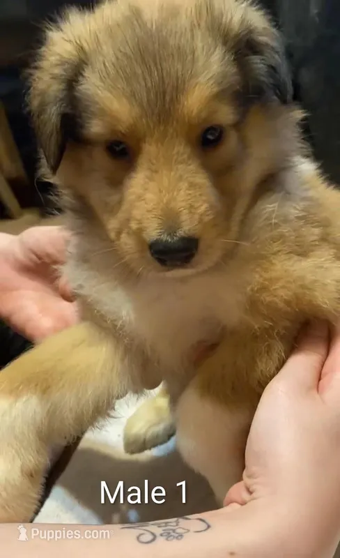 Male 1 – Collie puppy for sale in Leitchfield, KY