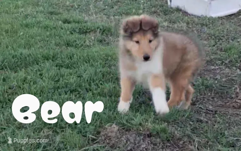 Bear – Collie puppy for sale in Leitchfield, KY