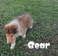 Bear, a male Collie for sale in Leitchfield, KY – Photo 5 of 6