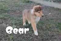 Bear, a male Collie for sale in Leitchfield, KY – Photo 2 of 6