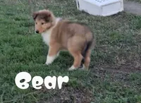 Bear, a male Collie for sale in Leitchfield, KY – Photo 3 of 6