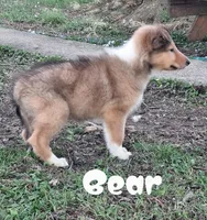 Bear, a male Collie for sale in Leitchfield, KY – Photo 4 of 6