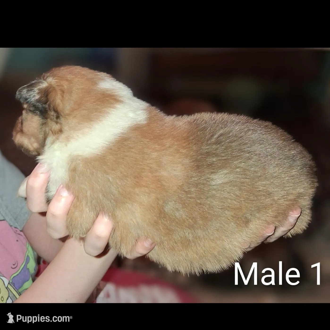 Male 1, a male Collie for sale in Leitchfield, KY – Photo 2 of 2