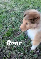 Bear, a male Collie for sale in Leitchfield, KY – Photo 6 of 6