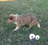 Po, a male Collie for sale in Leitchfield, KY – Photo 4 of 4