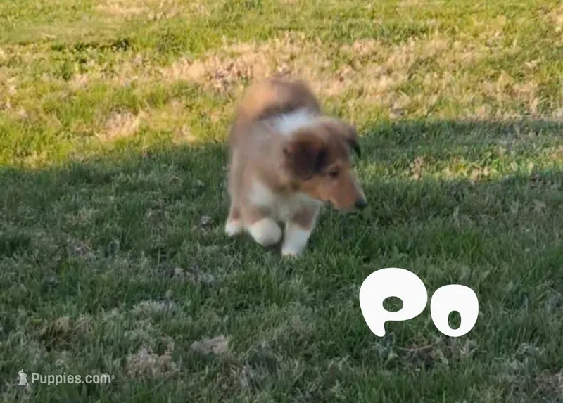 Po – Collie puppy for sale in Leitchfield, KY