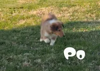 Po, a male Collie for sale in Leitchfield, KY – Photo 1 of 4