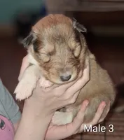 Male 3, a male Collie for sale in Leitchfield, KY – Photo 1 of 2