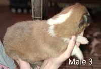 Male 3, a male Collie for sale in Leitchfield, KY – Photo 2 of 2