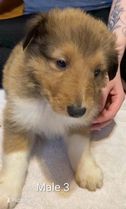 Male 3 – Collie puppy for sale in Leitchfield, KY