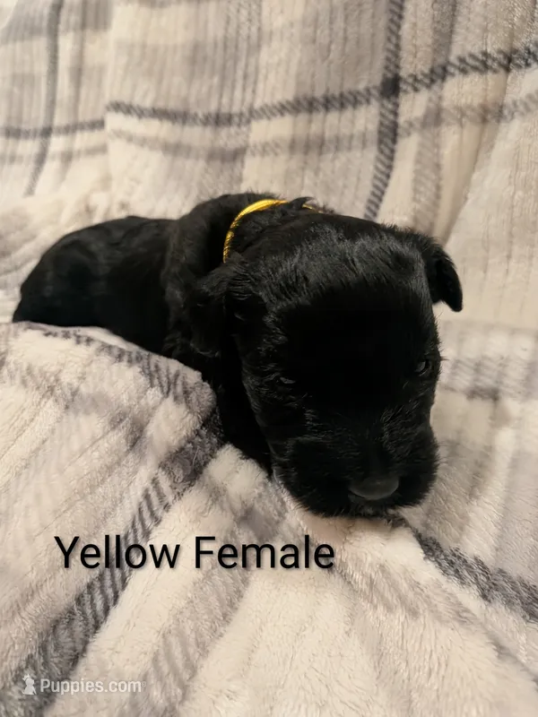 Yellow – Giant Schnauzer puppy for sale in Leitchfield, KY