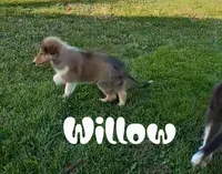 Willow, a female Collie for sale in Leitchfield, KY – Photo 4 of 4