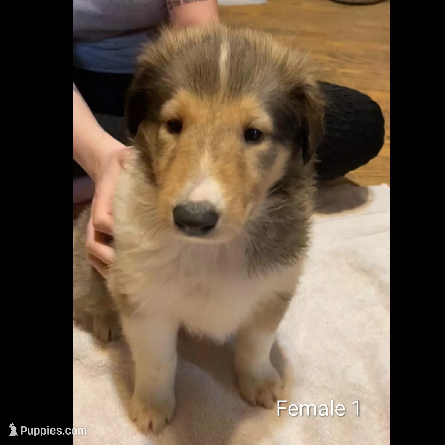 Female 1 – Collie puppy for sale in Leitchfield, KY