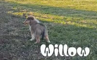 Willow, a female Collie for sale in Leitchfield, KY – Photo 2 of 4
