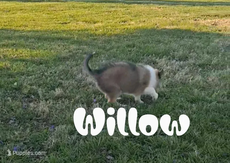 Willow – Collie puppy for sale in Leitchfield, KY