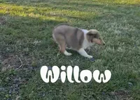 Willow, a female Collie for sale in Leitchfield, KY – Photo 3 of 4