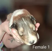 Female 1, a female Collie for sale in Leitchfield, KY – Photo 1 of 3