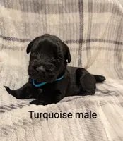 Turquoise, a male Giant Schnauzer for sale in Leitchfield, KY – 5 of 8
