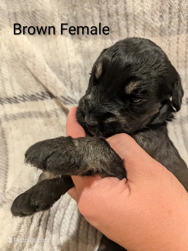 Brown – Giant Schnauzer puppy for sale in Leitchfield, KY