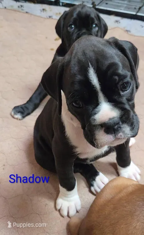 Shadow – Boxer puppy for sale in Victoria, TX