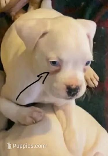 Precious – Boxer puppy for sale in Victoria, TX