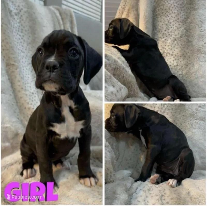 Lucky – Boxer puppy for sale in Victoria, TX