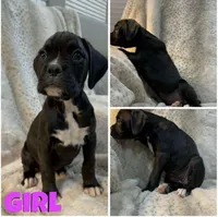 Lucky, a female Boxer for sale in Victoria, TX – 1 of 1