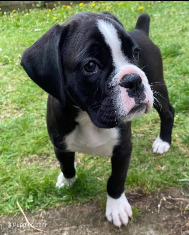 Gonzo – Boxer puppy for sale in Victoria, TX