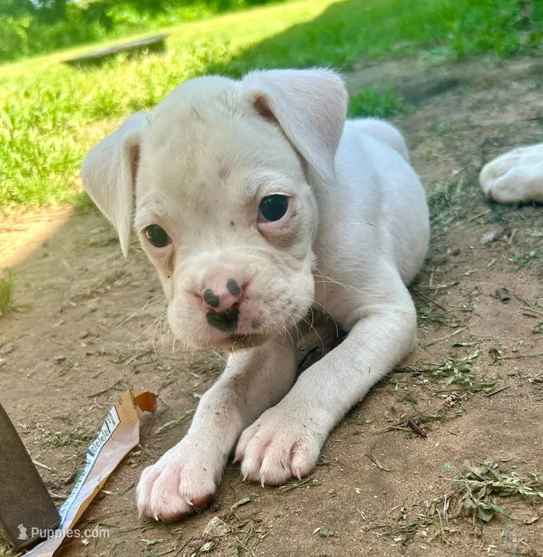 Gonzo – Boxer puppy for sale in Victoria, TX