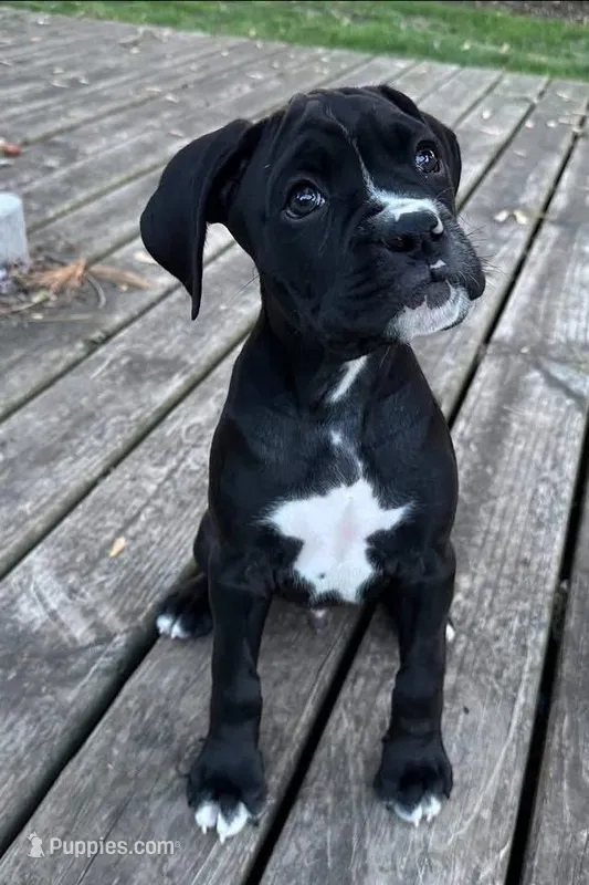 Lucky – Boxer puppy for sale in Victoria, TX