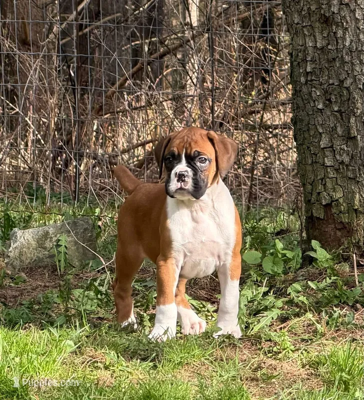 Duke – Boxer puppy for sale in Victoria, TX