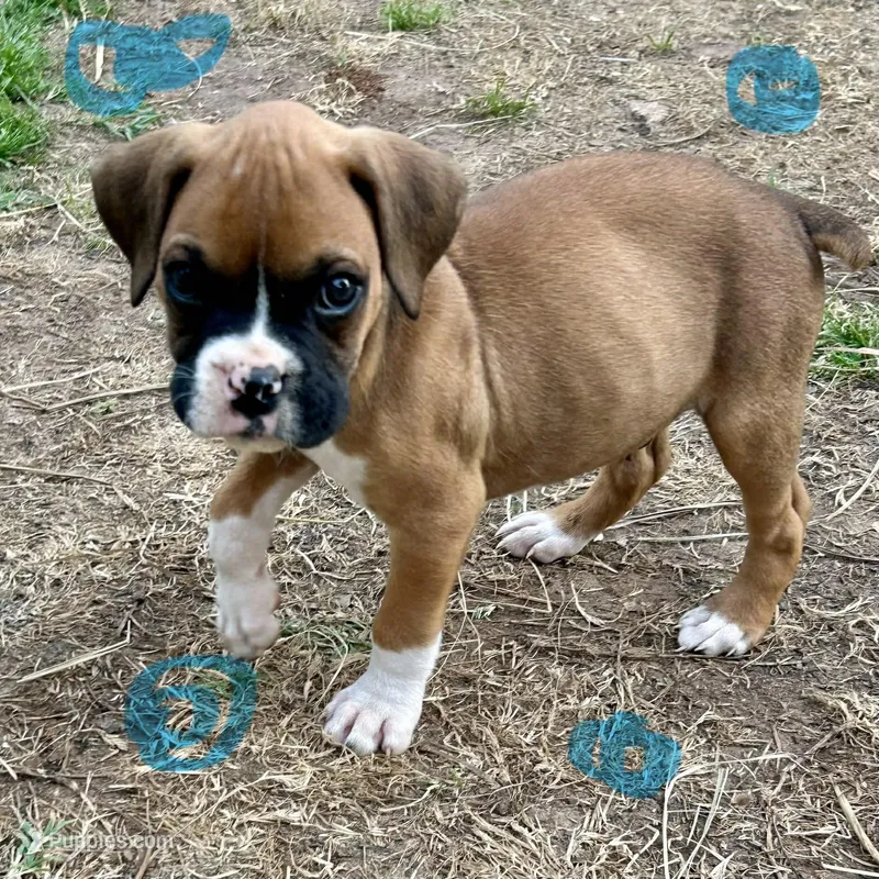 Duke – Boxer puppy for sale in Victoria, TX