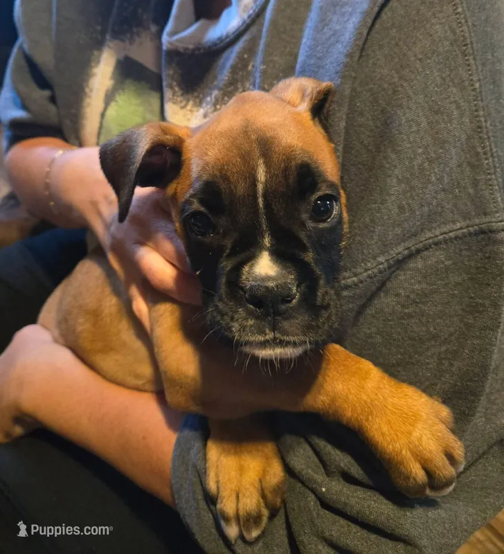 Murphy – Boxer puppy for sale in Victoria, TX
