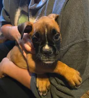 Murphy, a male Boxer for sale in Victoria, TX – 1 of 1