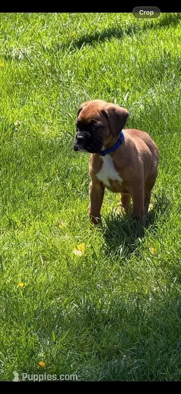 Lucky – Boxer puppy for sale in Victoria, TX