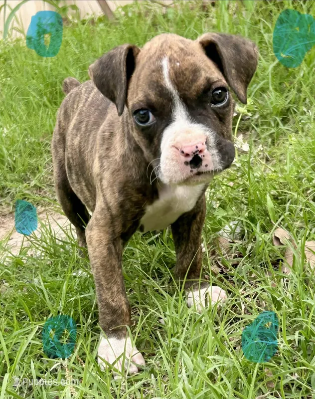 Bandit, a male Boxer for sale in Victoria, TX – 1 of 1