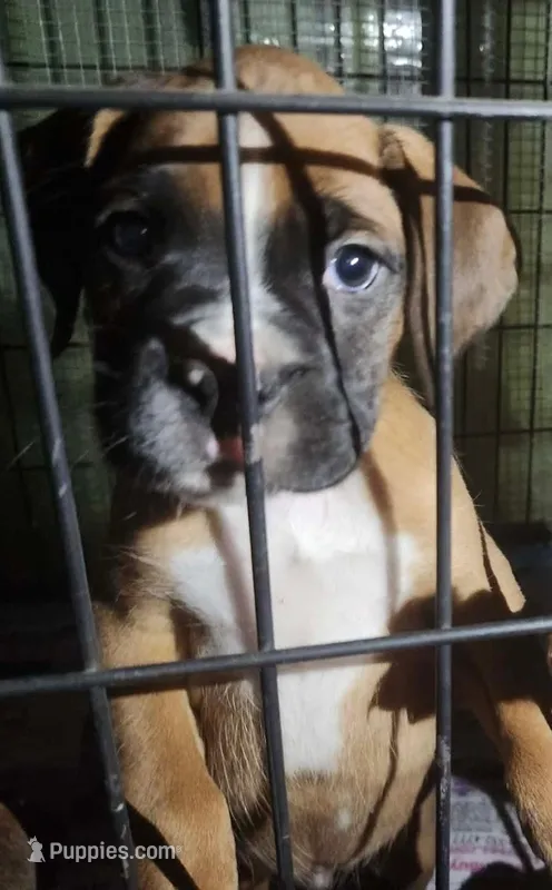 Bandit – Boxer puppy for sale in Victoria, TX
