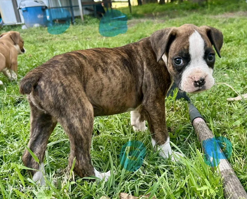 Bandit – Boxer puppy for sale in Victoria, TX