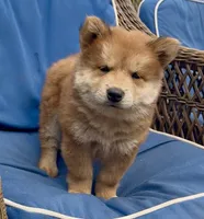 Sophie , a female Chow Chow for sale in Miami Gardens, FL – 1 of 2
