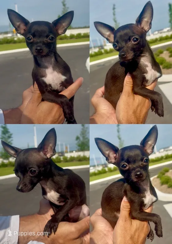 Leo – Chihuahua puppy for sale in Miami Gardens, FL