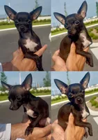 Leo, a male Chihuahua for sale in Miami Gardens, FL – 1 of 1